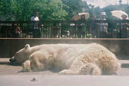 zoo2