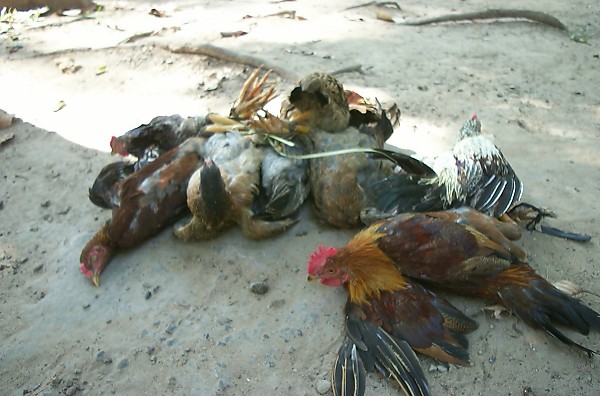 ����ˁA��������Ă�����