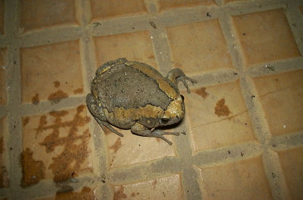 ���͊^����˂���