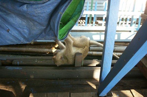 �����̉����Ƃ�����