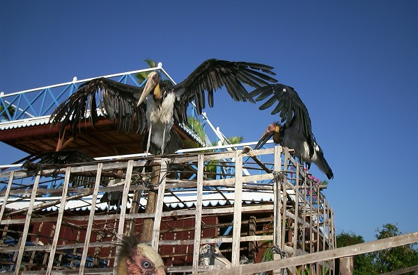 �y���J���C�ڂ͖ҋ�