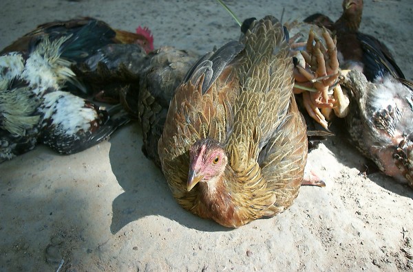 ����H�������Ă̂���