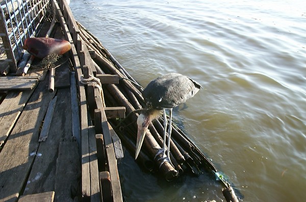 �����̃y���J��