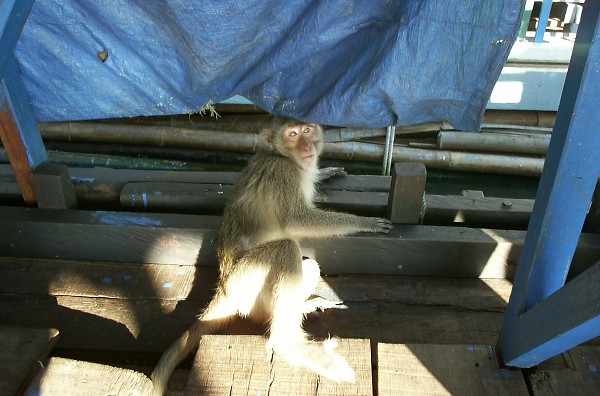 �����̉����Ƃ��͂�