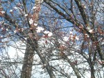 「桜」は僕の日本の大学の校章デス